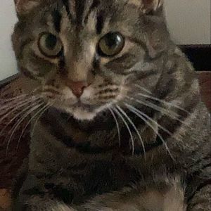 Meet your Posher, Bella